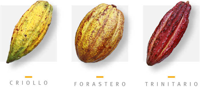 Img Cfda Tipos De Cacao - Cacao Criollo Forastero Y Trinitario (700x306), Png Download