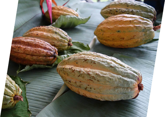 Where Does Chocolate Come From - Chocolate Pod (555x395), Png Download