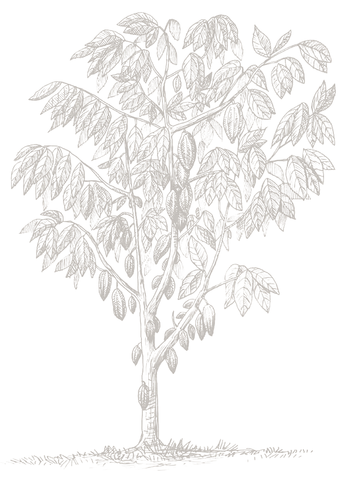 Gambel Oak (715x1026), Png Download