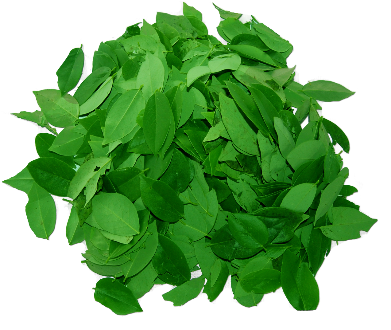 Madre De Cacao Soap Benefits (1366x1166), Png Download