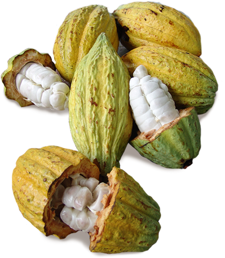 Theobroma Cacao Pod (480x562), Png Download