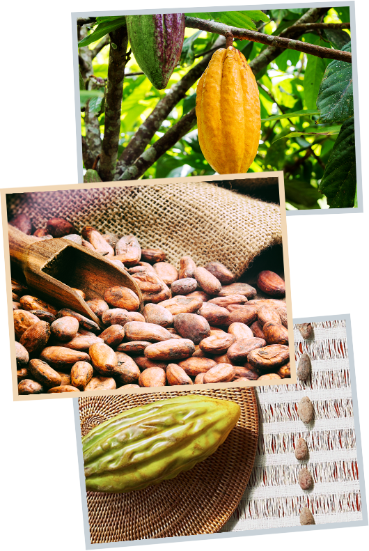 Our Core Ingredient For The Last 40 Years Has Been (530x791), Png Download