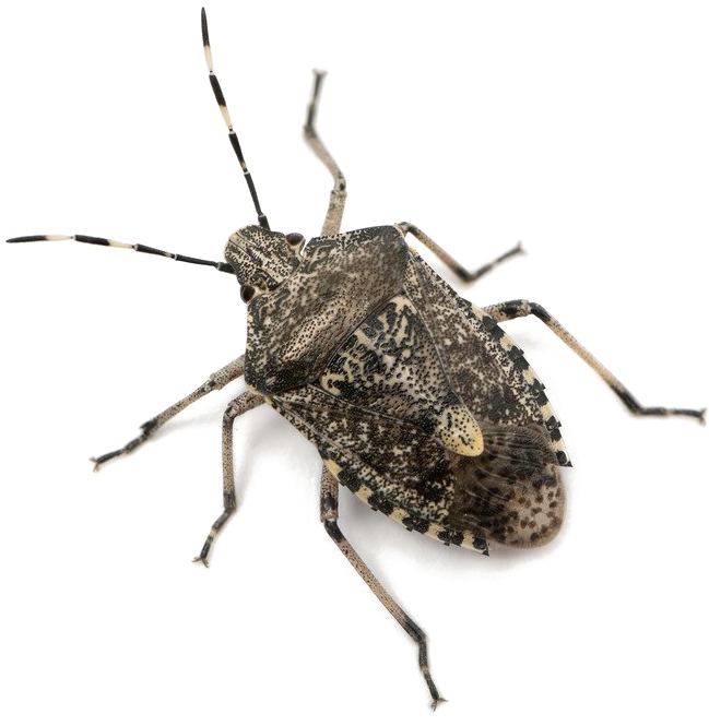 Stink Bug Png Download Image - Rhaphigaster Nebulosa (797x752), Png Download