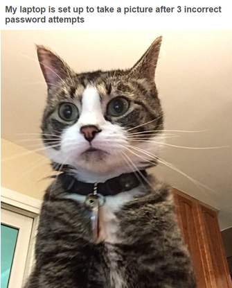 Hilarious Tumblr Posts That All Cat Owners Know To - Cat Breaking Into Computer (640x414), Png Download