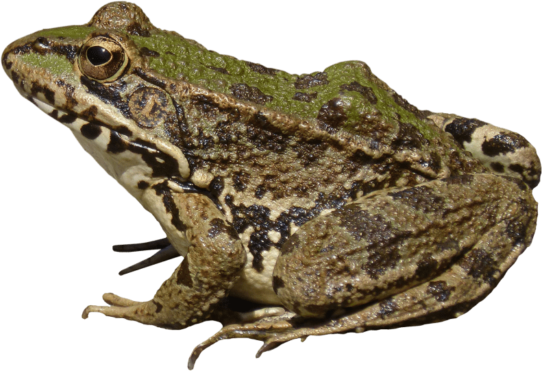 Free Png Frog Png Images Transparent - Лягушка Png (850x605), Png Download