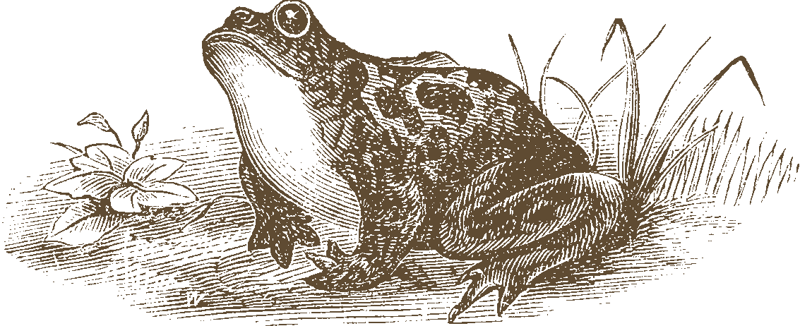 Click On Frog For Tip - Jahrgang Kröte Oder Frosch Canvas Tote--auswahl (1133x462), Png Download