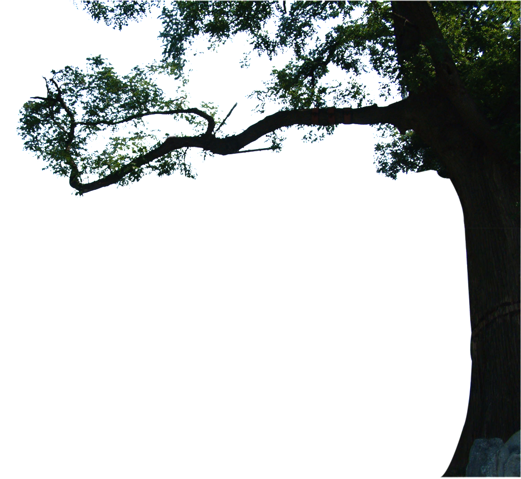 Beautiful High Definition Close Up Eucalyptus Png - 高层 立 面 (1024x1024), Png Download