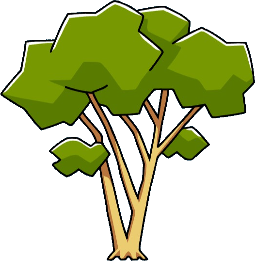 Eucalyptus Tree - Gum Trees (526x538), Png Download