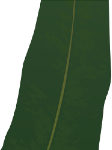 Gum Trees (640x480), Png Download