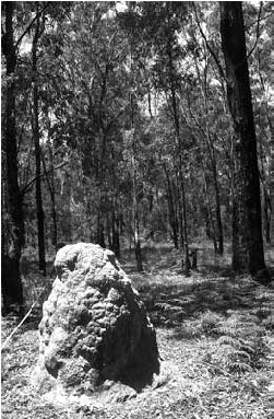 Eucalyptus Cameronii Eucalyptus Caliginosa Grassy Open - Grove (482x382), Png Download