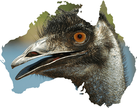 Copyright © 2018 Pete The Birdman Theme - Australia Map (500x500), Png Download