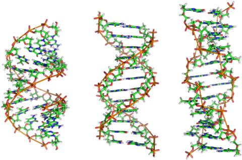 Now, An International Team Spearheaded By Researchers - Dna B Dna Z Dna (500x325), Png Download
