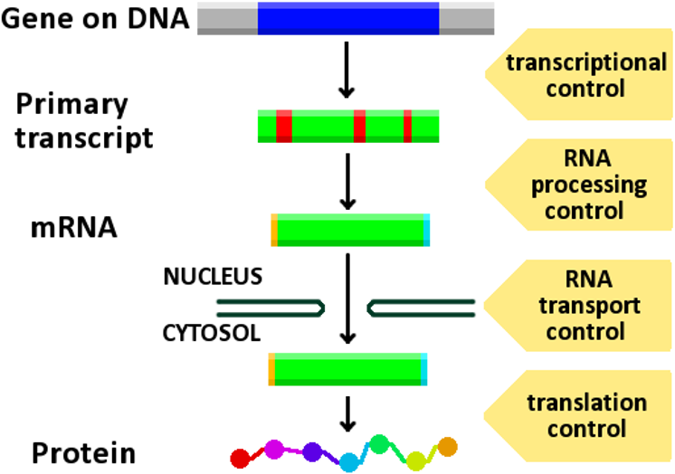 Gene Expression Control - Pathway For Gene Expression (800x581), Png Download