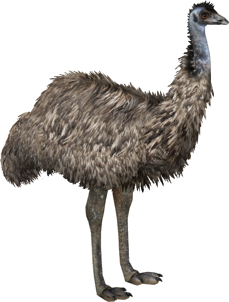 Emu - Zoo Tycoon 2 Emu (618x618), Png Download