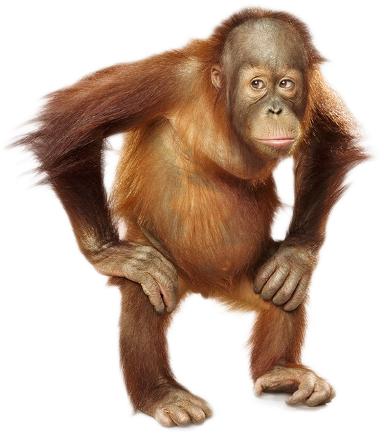 Orangutan Png (650x800), Png Download