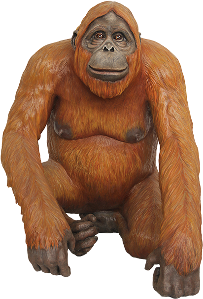 Orangutan Png (640x640), Png Download