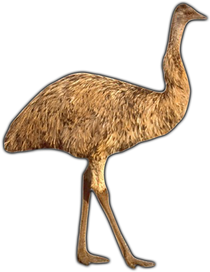 Click Here To See Emu Album - Emu (500x400), Png Download