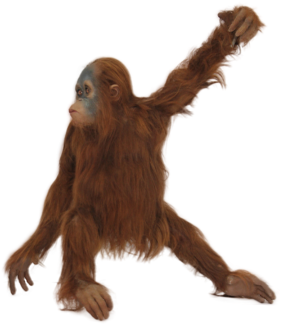 Orangutan Png - Orangutan With No Background (640x640), Png Download