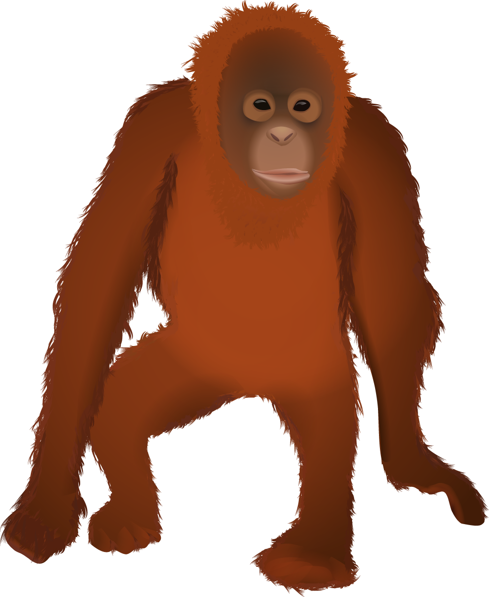 Osmawani Orangutan - Orangután Png (1000x1220), Png Download