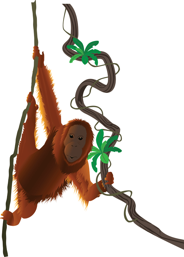 Orangutan Clip Art (600x839), Png Download