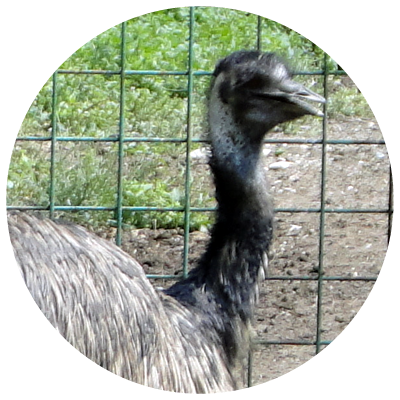 Emu (400x400), Png Download