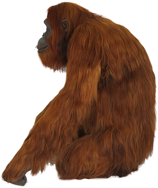 Orangutan Png - Orangután Png (640x640), Png Download
