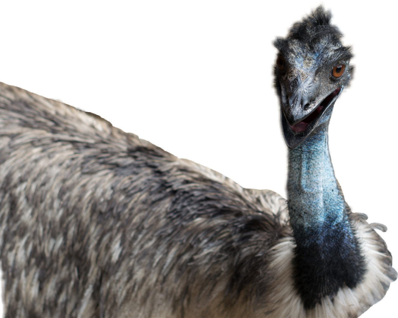 Emu (1278x1024), Png Download