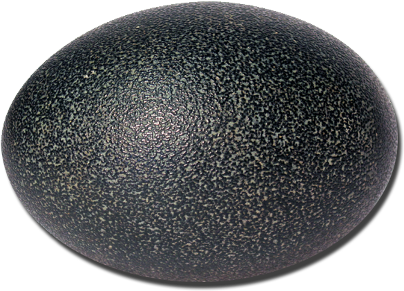 Authentic Emu Egg - Cosmetics (648x511), Png Download
