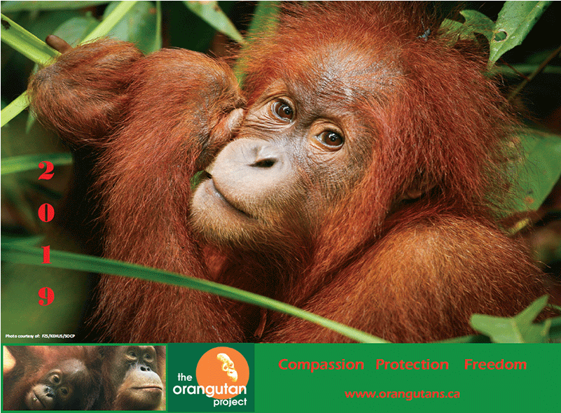2019 Orangutan Calendar - Orangutan (800x800), Png Download