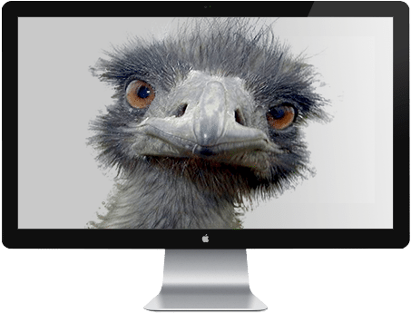 Emu Tv - Peek-a-boo Ostrich Postcards (package Of 8) (453x345), Png Download