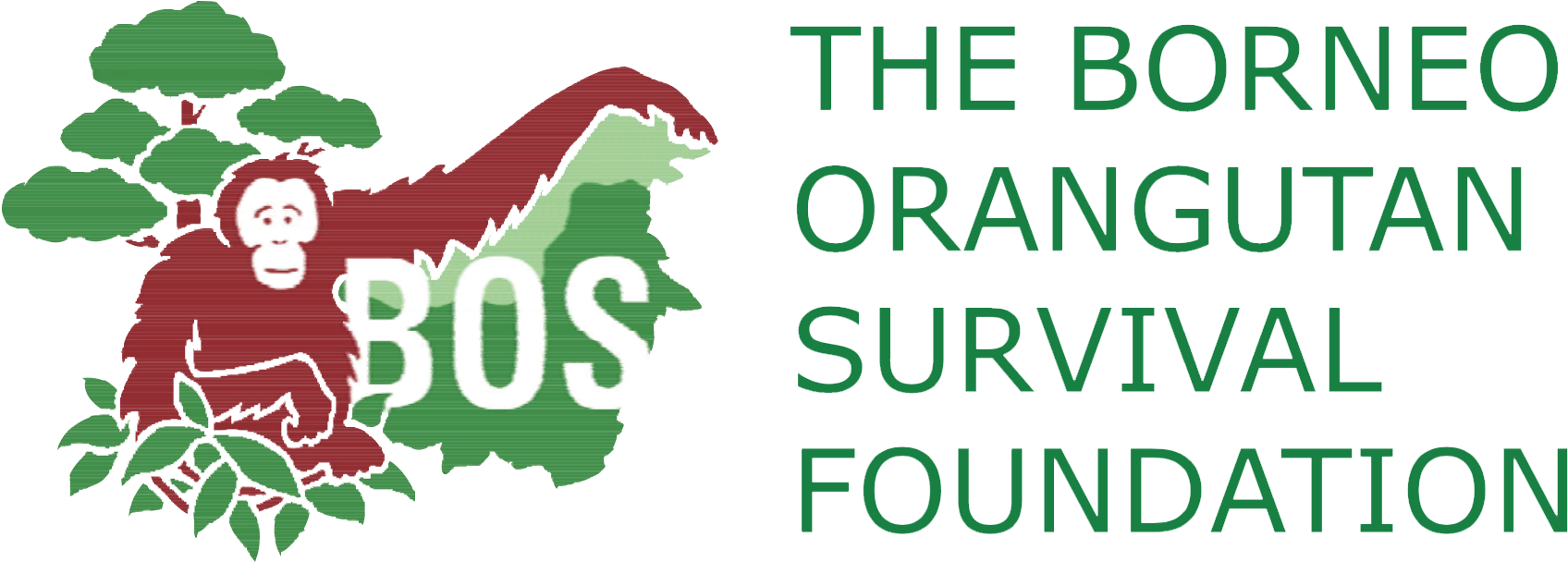 Borneo Orangutan Survival Foundation Presentation - Bos Orangutans (1726x664), Png Download