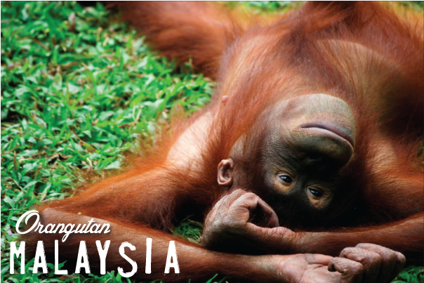 Orangutan, - Kuala Lumpur (605x605), Png Download