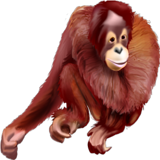 Orangutan - Juvenile - Orangutan (352x352), Png Download