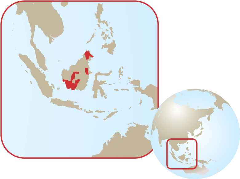 Bornean Orangutan - South East Asia Tourism (789x591), Png Download