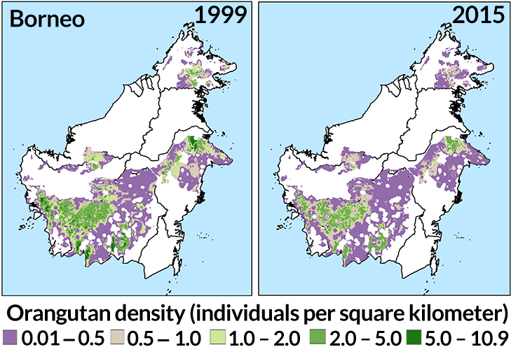 Citations - Orangutan (730x505), Png Download