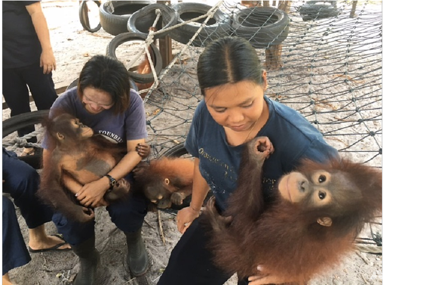 Indonesia's Orangutans Threatened By Expansion Of Palm - Orangutan (991x557), Png Download