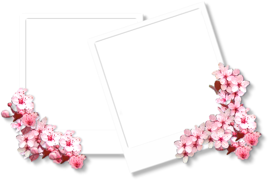 Veja Também Mais Molduras Pngs - Sakura Frame (557x396), Png Download