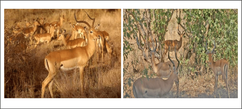 The Two Impala Social Groups Studied In Mukuvisi Woodlands - Öküz Başlı Antilop (850x385), Png Download