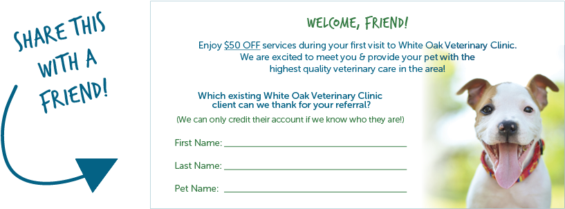 If You Have Any Questions About Our Refer A Friend - American Pit Bull Puppies Mini Calendar 12 Month 2016 (850x325), Png Download