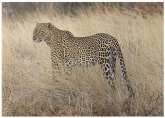 Wild Leopard Standing In Yellow Grass Poster • Pixers® - Yellow (400x400), Png Download