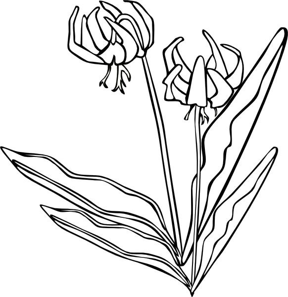 Original Png Clip Art File Wild Flower Svg Images Downloading (582x600), Png Download