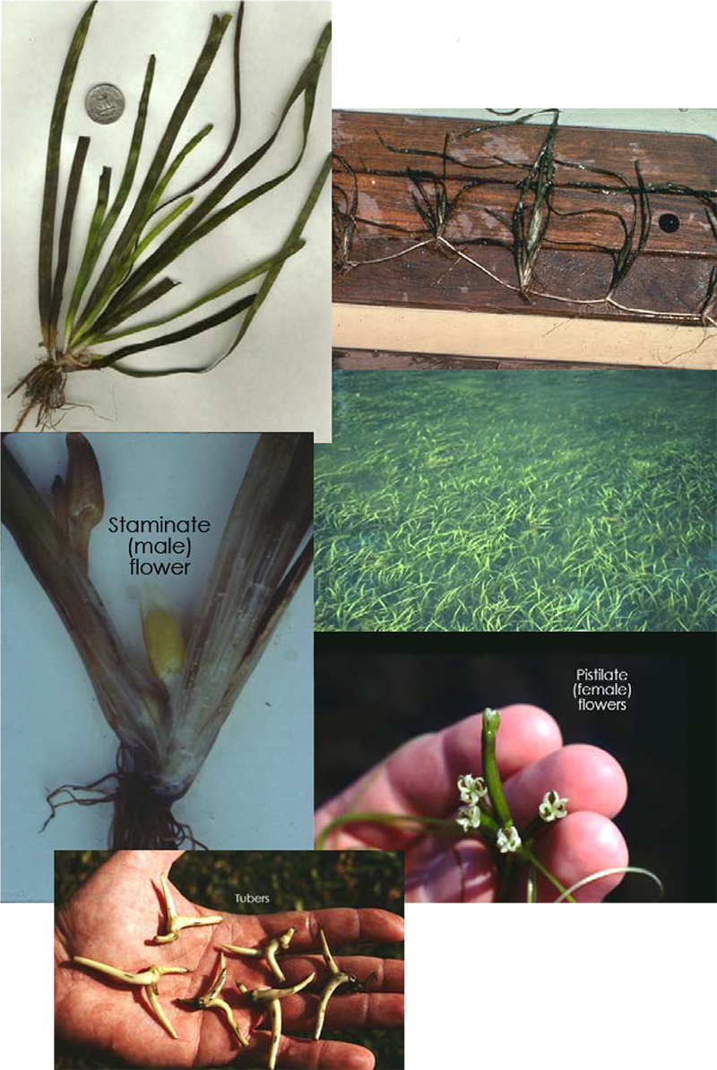 Click Here For More Images - Wild Celery Identification (800x1194), Png Download