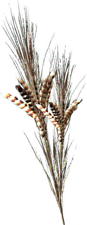 Wild Razorgrain - Fallout (800x758), Png Download