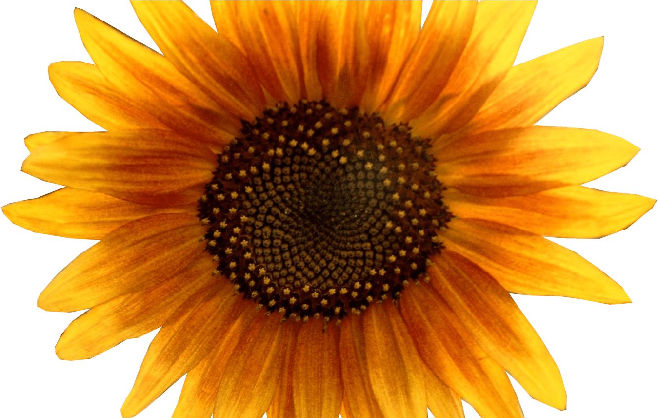 Images Download Free Sunflower - Orange Sunflower Transparent Background (1368x855), Png Download