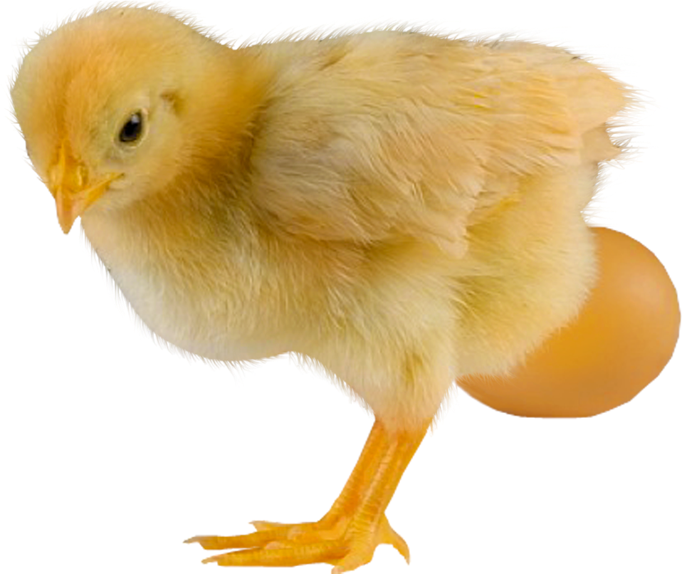 Chicken (968x822), Png Download