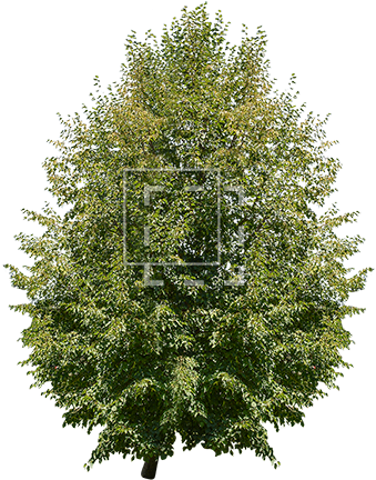 Juglans Regia Tree - Hageland Juletre (450x450), Png Download