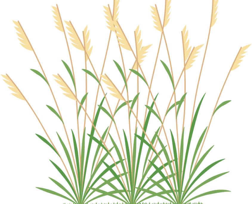 Icon 2 Weeds - Grasses And Weeds Clipart (845x684), Png Download