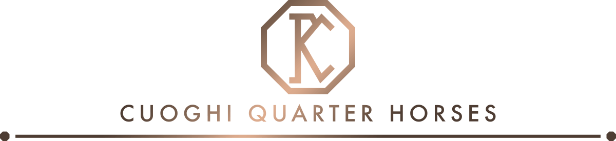 Passion - Stallions - Horse (1200x275), Png Download