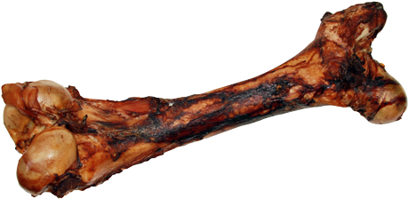 Cured Dino Bone - Dino Bone (500x400), Png Download