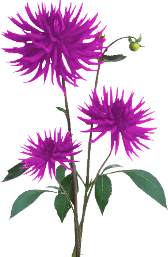 Aster Png Free Download - Flower Plant Texture Png (773x951), Png Download